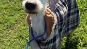 Stray Haven Pet of the Week