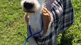 Stray Haven Pet of the Week