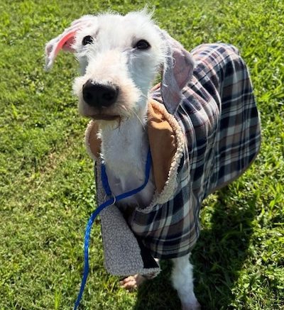 Stray Haven Pet of the Week