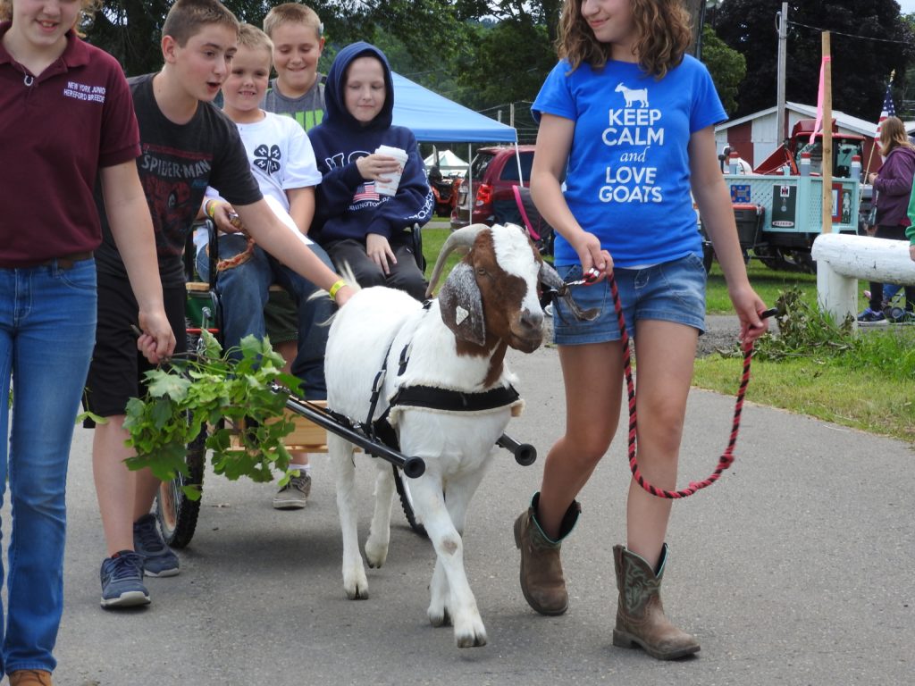 Photos Day Four of the Tioga County Fair Owego Pennysaver Press
